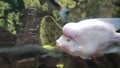 Amphilophus labiatus or Red Devil Cichlid in an uderwater aquarium