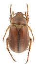 Amphimallon caucasicum