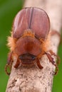 Amphimallon caucasicum beetle