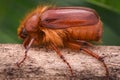 Amphimallon caucasicum beetle