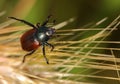 Amphimallon solstitialis Beetle