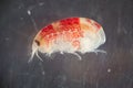 Amphipod Royalty Free Stock Photo