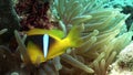 Amphiprion bicinctus Clown fish in Stichodactylidae Magnificent anemone.