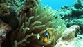 Amphiprion bicinctus Clown fish in Stichodactylidae Magnificent anemone.