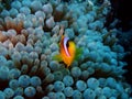 Amphiprion bicinctus and Entacmaea quadricolor Royalty Free Stock Photo