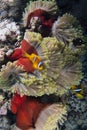 Amphiprion bicinctus and Heteractis magnifica