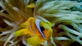 Amphiprion bicinctus (Red sea clownfish) Royalty Free Stock Photo