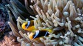 Amphiprion bicinctus (Red sea clownfish) Royalty Free Stock Photo