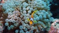 Amphiprion bicinctus (Red sea clownfish)