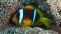 Amphiprion bicinctus (Red sea clownfish)