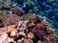 Amphiprion bicinctus - Red Sea clownfish underwater scene Royalty Free Stock Photo