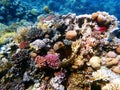 Amphiprion bicinctus - Red Sea clownfish underwater scene