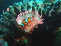 Amphiprion ocellaris