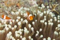 Amphiprion ocellaris Clownfish