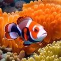 Amphiprion Ocellaris clownfish In marine aquarium. Orange corals in the background. Colorful pattern, texture, wallpaper,