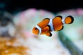 Amphiprion ocellaris -clownfish - Nemo Royalty Free Stock Photo