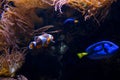 Amphiprion ocellaris clownfish Nemo vancouver aquarium in british columbia fish swimming background soothing video for Royalty Free Stock Photo