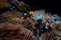 Amphiprion ocellaris clownfish Nemo vancouver aquarium in british columbia fish swimming background soothing video for Royalty Free Stock Photo