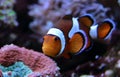Amphiprion Ocellaris clownfish