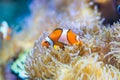 Amphiprion ocellaris - clownfish