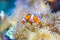 Amphiprion ocellaris - clownfish Royalty Free Stock Photo
