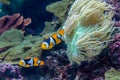 Amphiprion Percula Clownfish