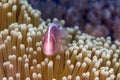 Amphiprion perideraion ,pink skunk clownfish, pink anemonefish, Royalty Free Stock Photo