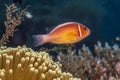 Amphiprion perideraion ,pink skunk clownfish, pink anemonefish, Royalty Free Stock Photo