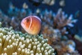 Amphiprion perideraion ,pink skunk clownfish, pink anemonefish, Royalty Free Stock Photo