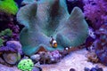 Amphiprion polymnu, the Saddleback Clownfish in a sea anemone