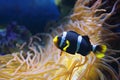 Amphiprion polymnus fish (black and white form), underwater photography