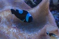 Amphiprion polymnus and large coral branch