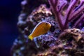 Orange Skunk Clownfish - Amphiprion sandaracinos