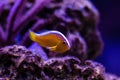 Orange Skunk Clownfish - Amphiprion sandaracinos