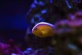 Orange Skunk Clownfish - Amphiprion sandaracinos