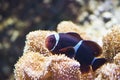 Amphiprion Sp - Clownfish Royalty Free Stock Photo