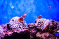 Amphiprion Western clownfish Ocellaris Clownfish, False Percula Clownfish is in anemone. Thailand Royalty Free Stock Photo