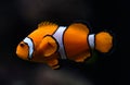 Amphiprioninae aka Ocellaris clownfish