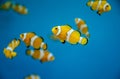 Amphiprioninae in aquarium