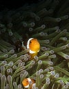 Amphiprioninae & x28;Clownfish with anemone& x29;