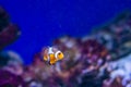 Amphiprioninae clown fish or anemone fish on deep blue sea color background. tropical fish in aquarium Royalty Free Stock Photo