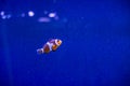 Amphiprioninae clown fish or anemone fish on deep blue sea color background. tropical fish in aquarium