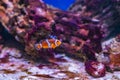 Amphiprioninae clown fish or anemone fish on deep blue sea color background. tropical fish in aquarium Royalty Free Stock Photo