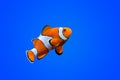 Amphiprioninae clown fish