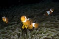 Amphiprioninae Clownfish with anemone