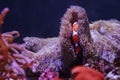 Amphiprioninae Nemo hides in coral Royalty Free Stock Photo