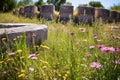 amphitheater stones overgrown with wildflowers