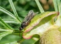 Amphophilic amphophil wasps.