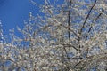 Ample amount of white flowers of blossoming plum against blue sky in April Royalty Free Stock Photo