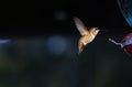 Ample copy space with incoming Rufous Hummingbird Royalty Free Stock Photo